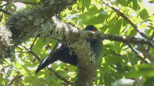 Hartlaub's Turaco - ML495891111