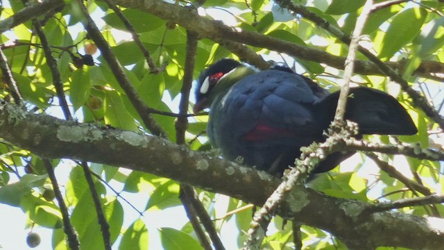 Hartlaub's Turaco - ML495891131