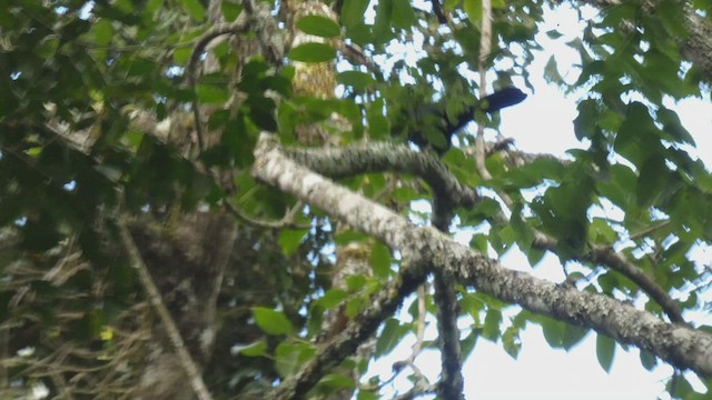 Turaco de Hartlaub - ML495891141