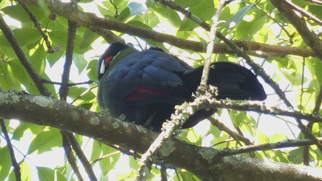 Hartlaub's Turaco - ML495891161