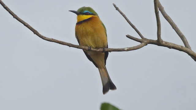 Little Bee-eater - ML495891281