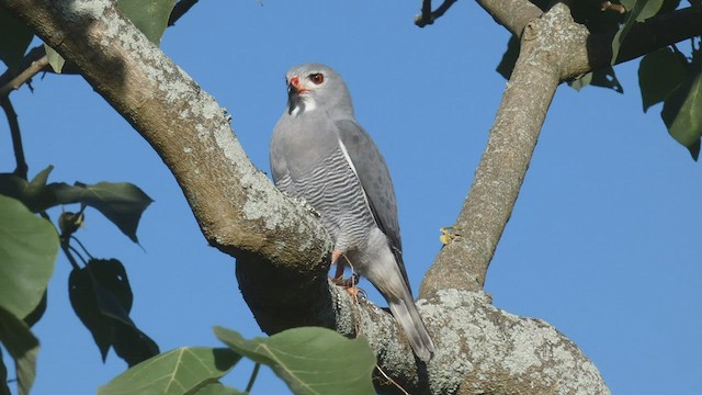 Lizard Buzzard - ML495891381