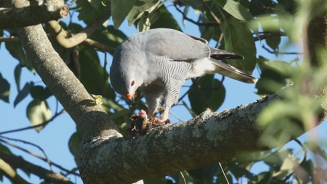 Lizard Buzzard - ML495891391