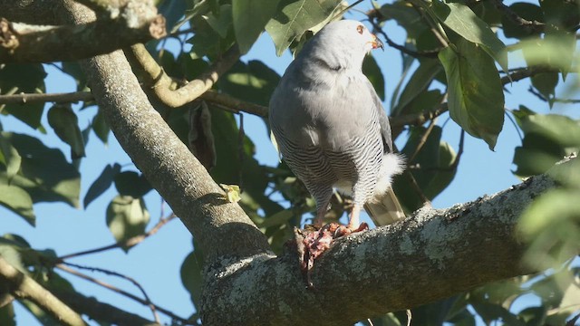 Lizard Buzzard - ML495891401