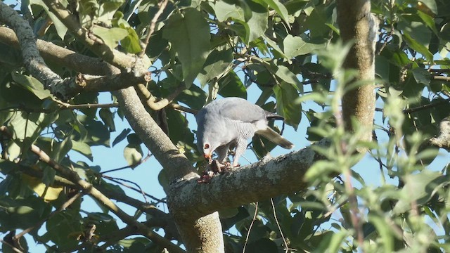 Lizard Buzzard - ML495891411