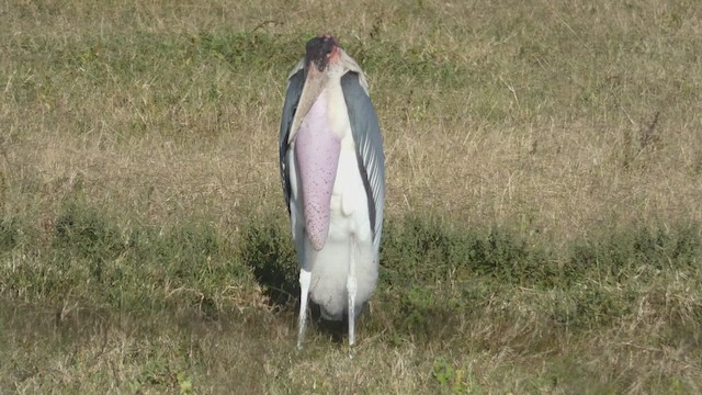 Marabou Stork - ML495891471