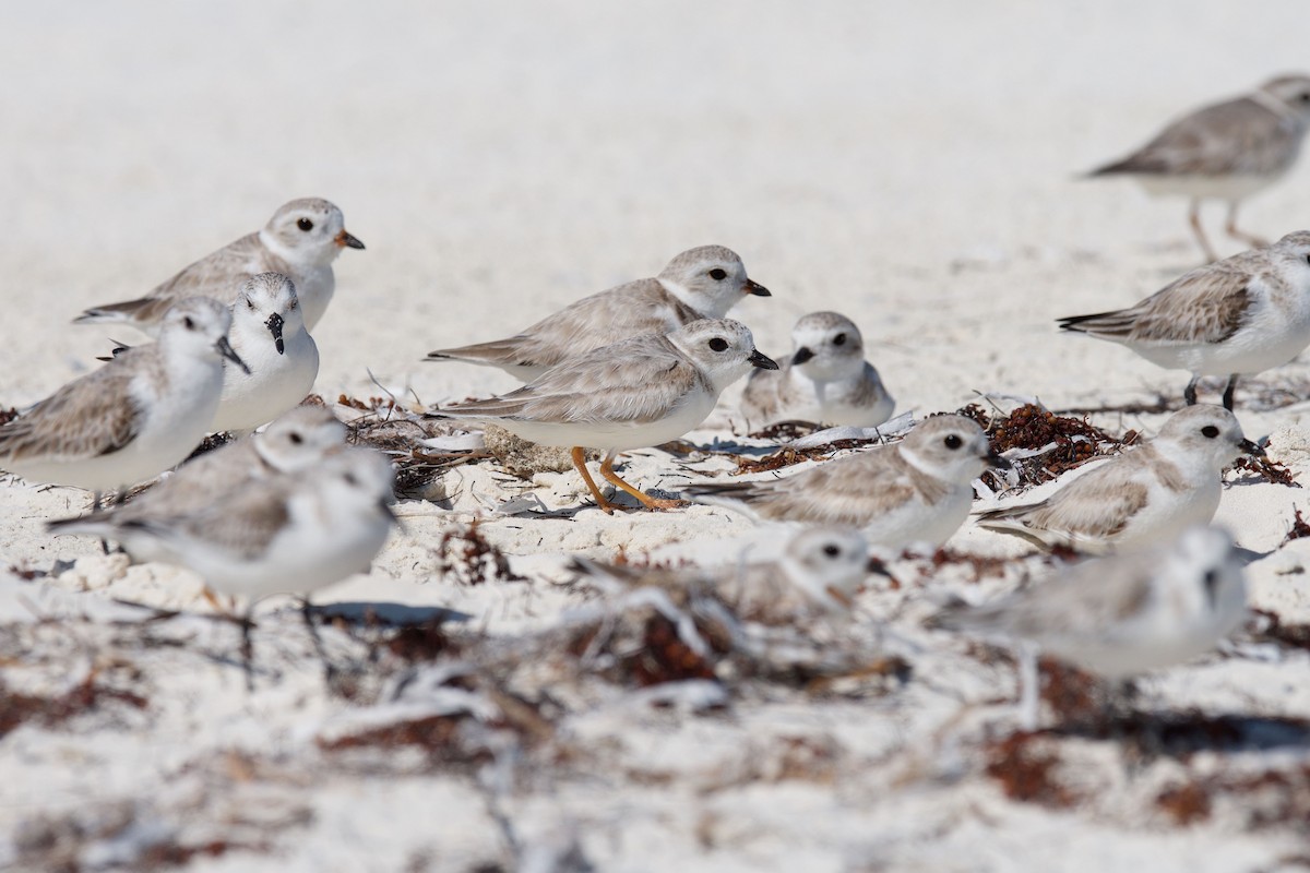 Piping Plover - ML49589151