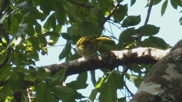 Eastern Mountain Greenbul - ML495891521