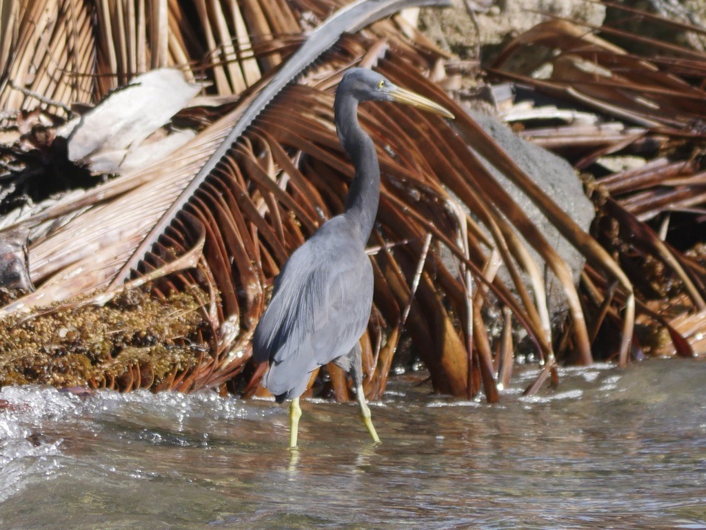 Pacific Reef-Heron - ML495891561