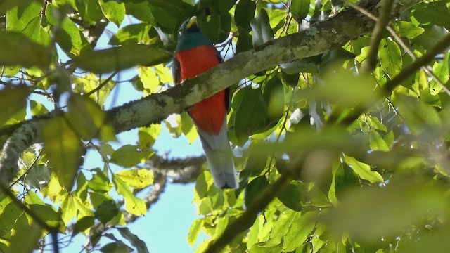 trogon africký - ML495891701