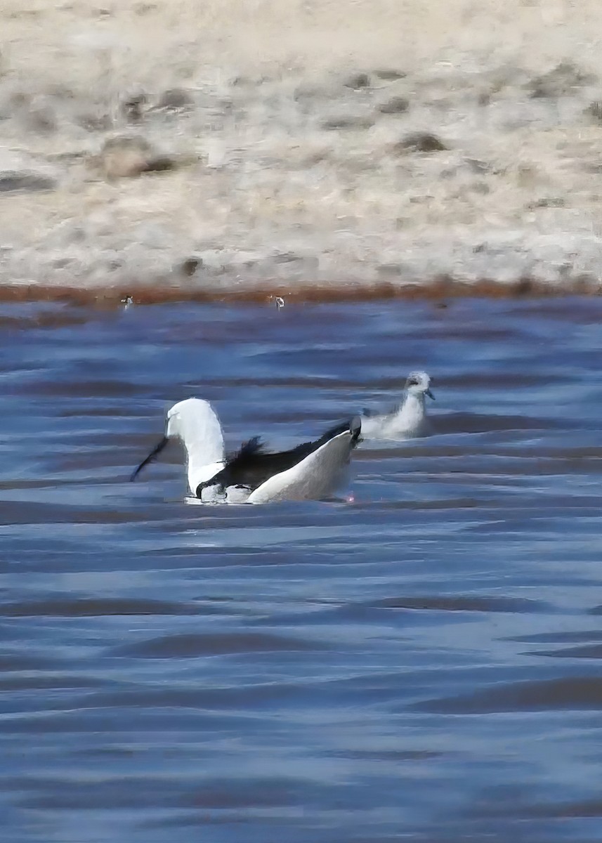 Red-necked Phalarope - Geoffrey Groom