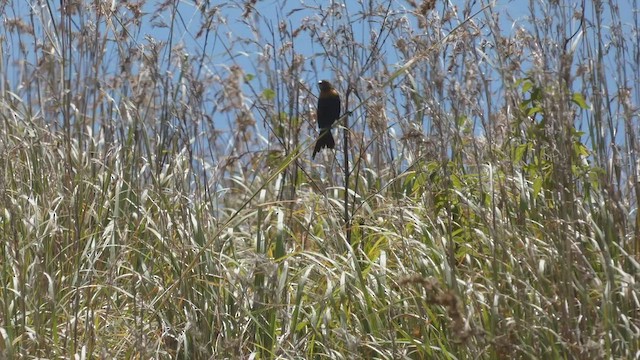 Red-cowled Widowbird - ML495891801