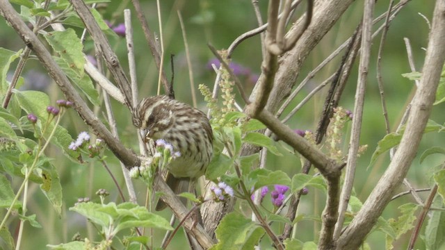 Streaky Seedeater - ML495891861