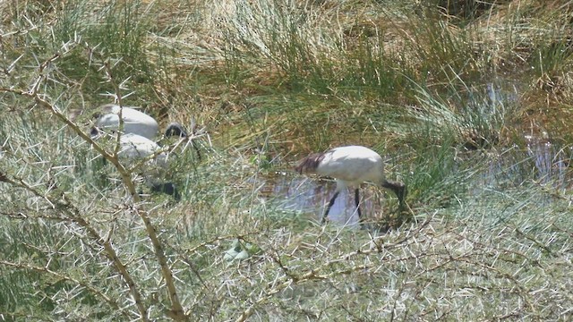 African Sacred Ibis - ML495891951