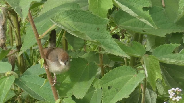 Singing Cisticola - ML495892121