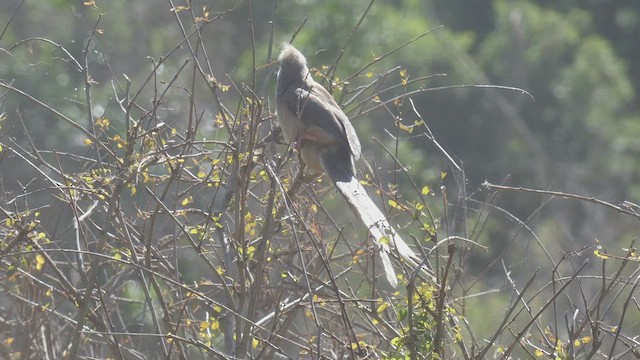 Speckled Mousebird - ML495892161