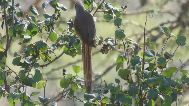 Braunflügel-Mausvogel - ML495892171