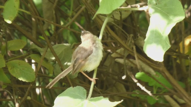 Tawny-flanked Prinia - ML495892301