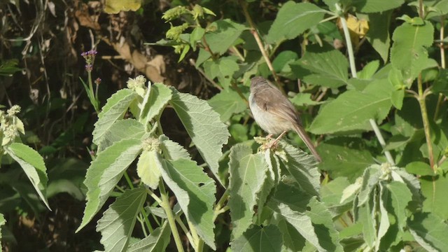 Tawny-flanked Prinia - ML495892311