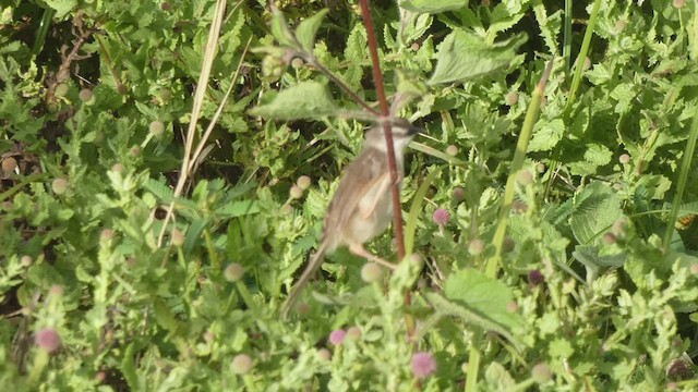 Tawny-flanked Prinia - ML495892321