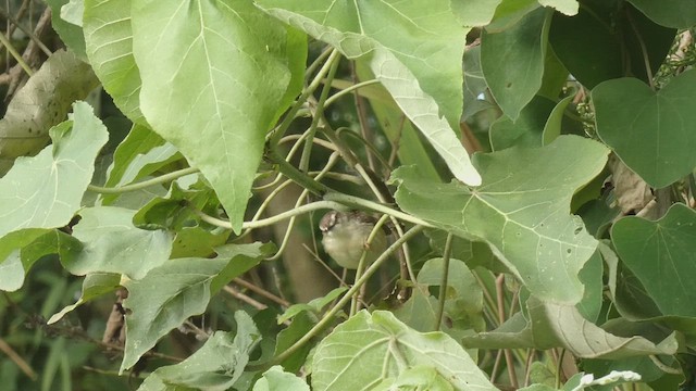 Prinia Modesta - ML495892331