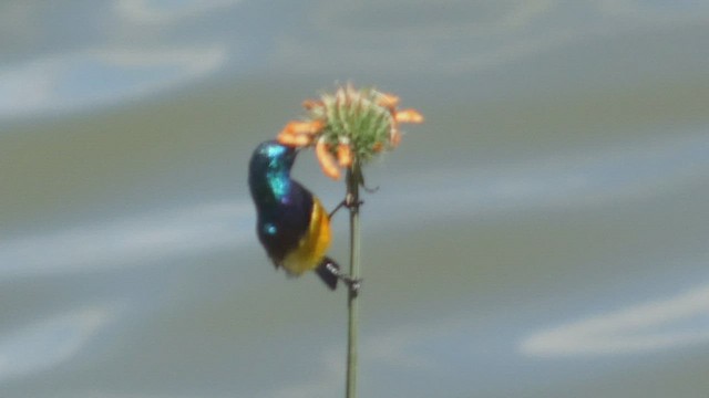 Variable Sunbird - ML495892381