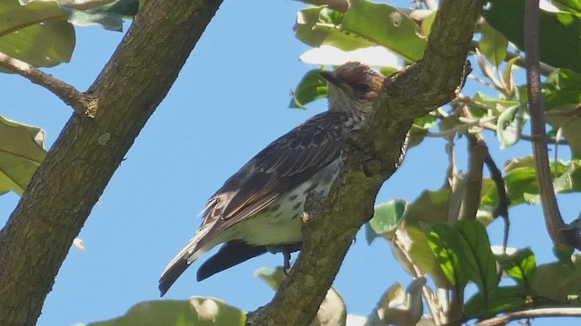 Violet-backed Starling - ML495892421