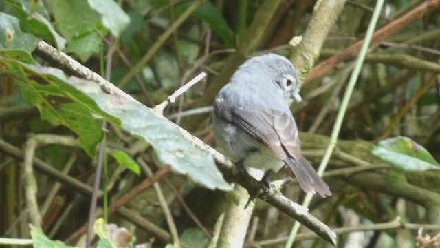 メジロハイビタキ - ML495892521