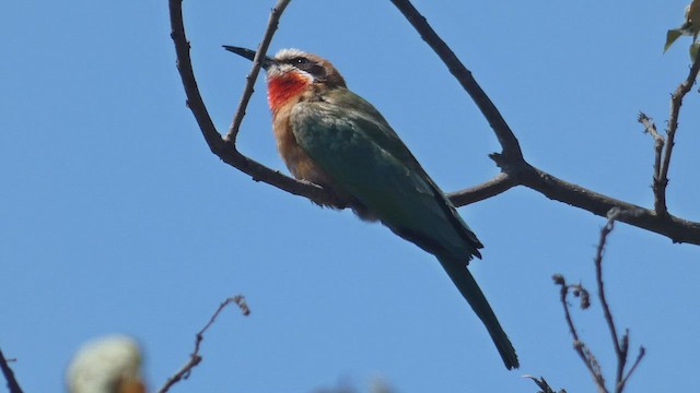 White-fronted Bee-eater - ML495892551