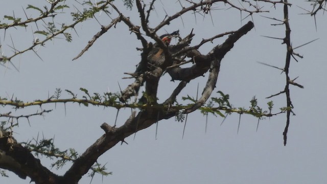 White-fronted Bee-eater - ML495892561