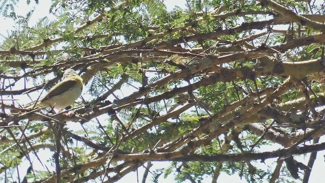 Yellow-breasted Apalis - ML495892611