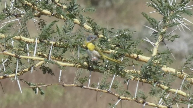 Apalis à gorge jaune - ML495892621