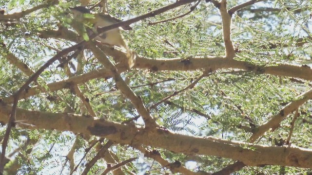 Yellow-breasted Apalis - ML495892631