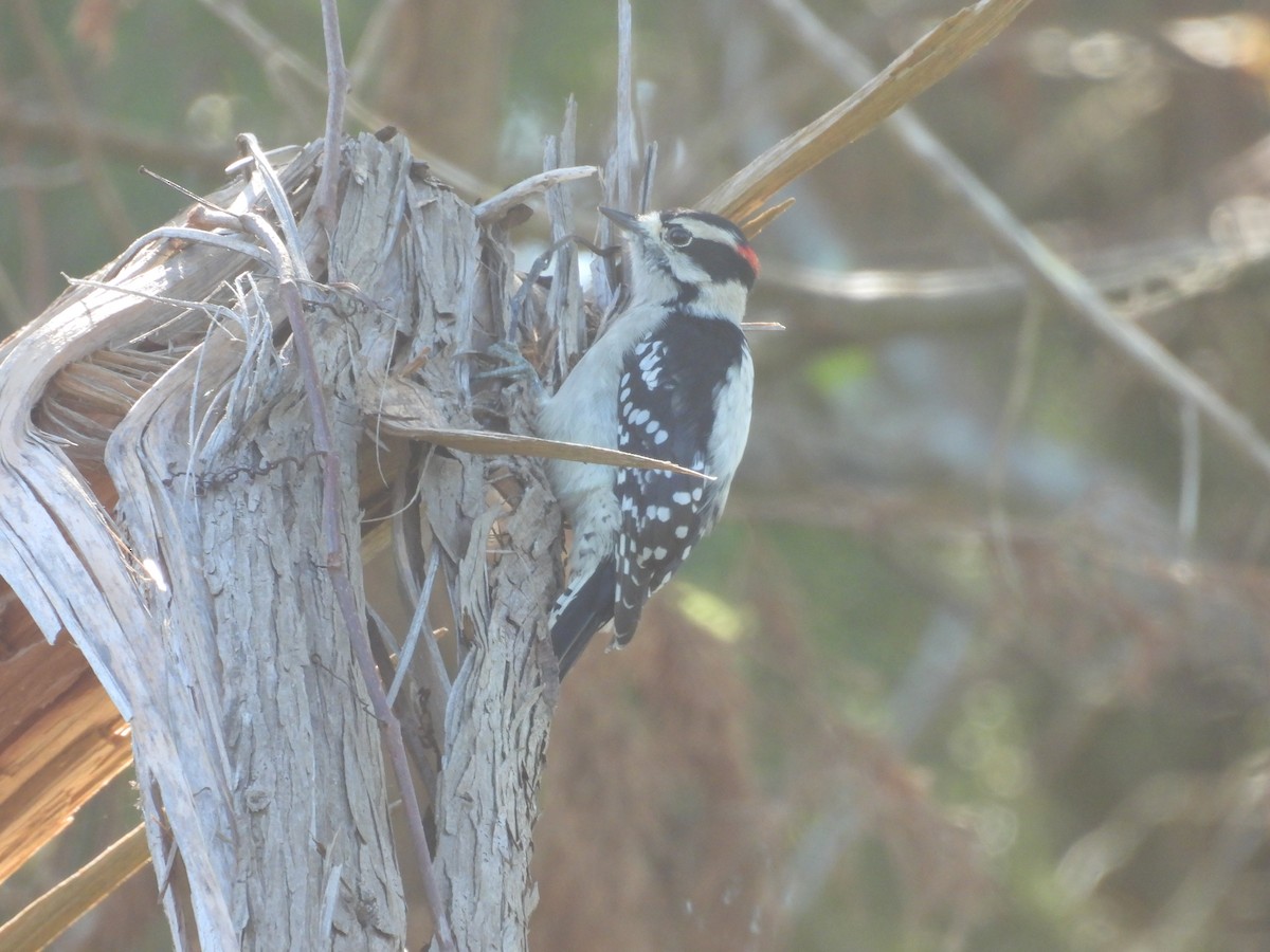 Downy Woodpecker - ML495892701