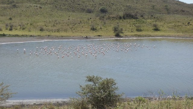 Lesser Flamingo - ML495892871