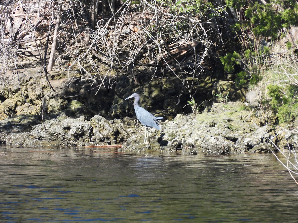 Little Blue Heron - ML495893031