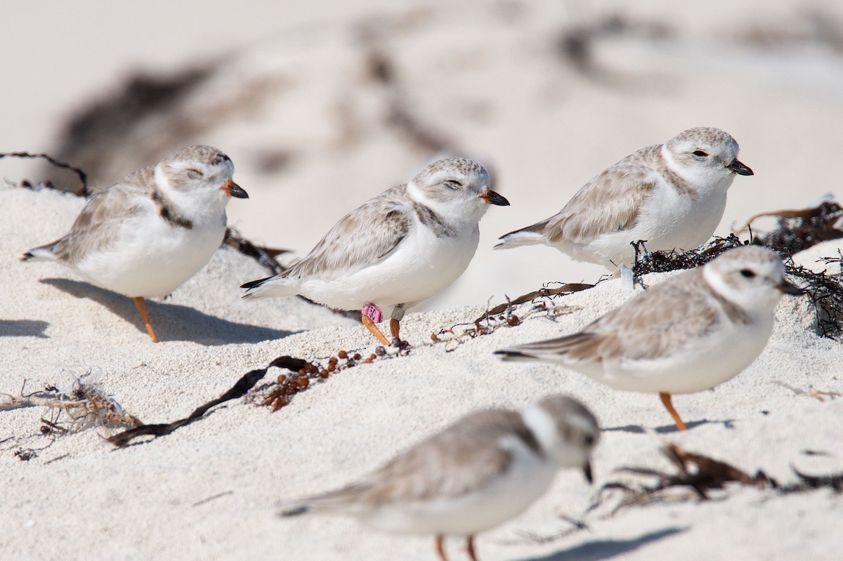 Piping Plover - ML49589311