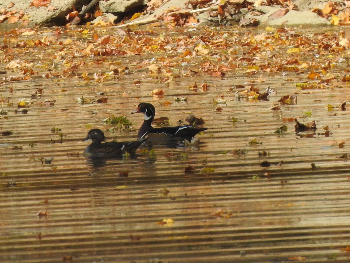 Wood Duck - ML495894961