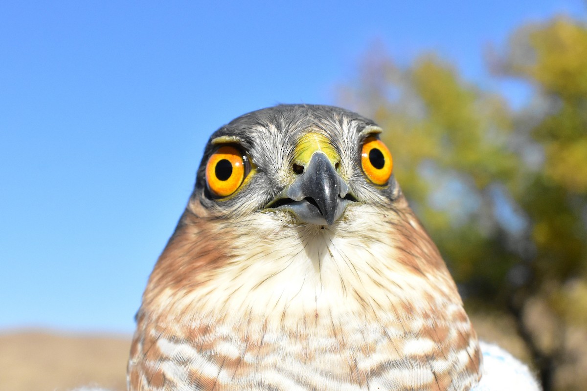 Eurasian Sparrowhawk - ML495894991