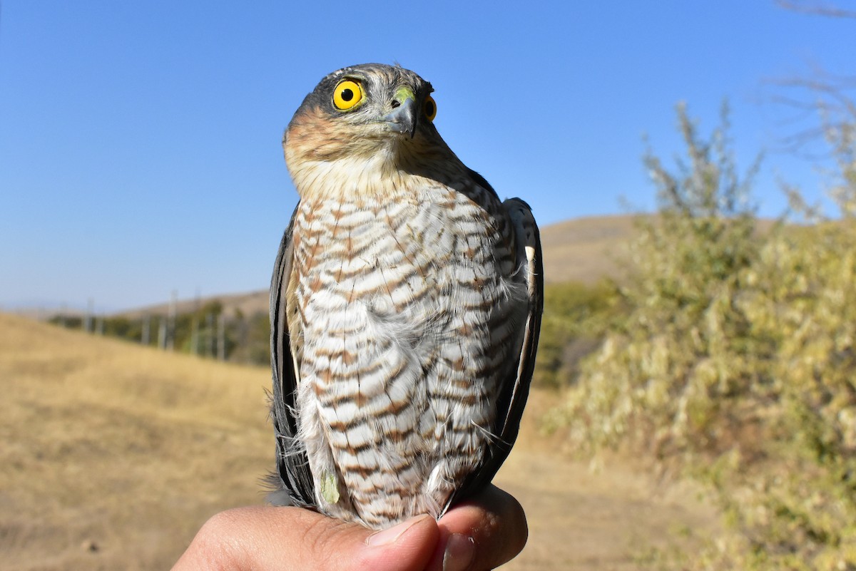 Eurasian Sparrowhawk - ML495895021