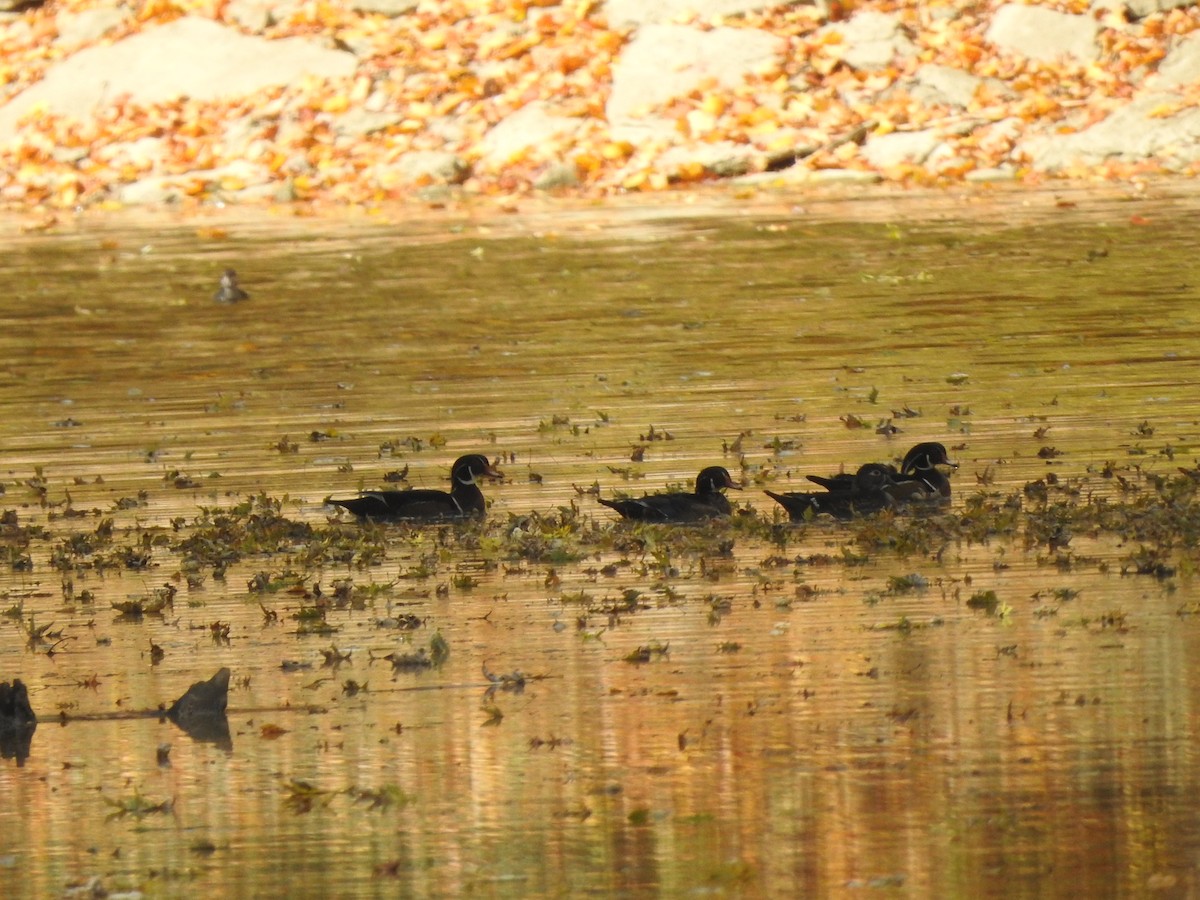 Wood Duck - ML495895061