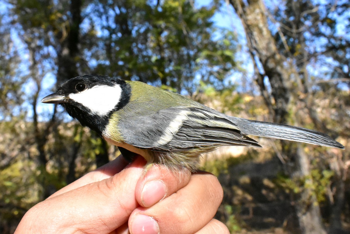 Great Tit - ML495895281