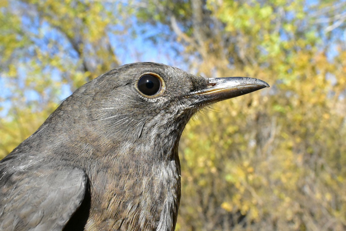 Eurasian Blackbird - ML495895311