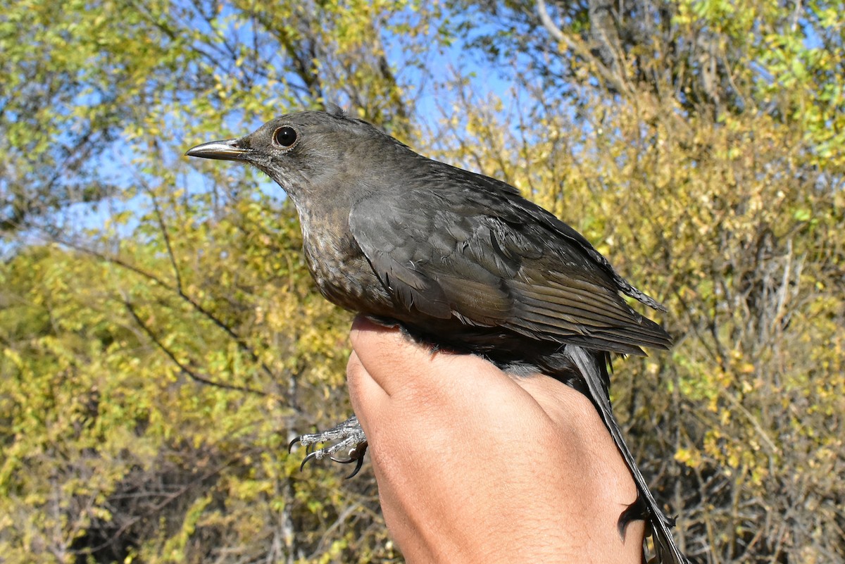 Eurasian Blackbird - ML495895331