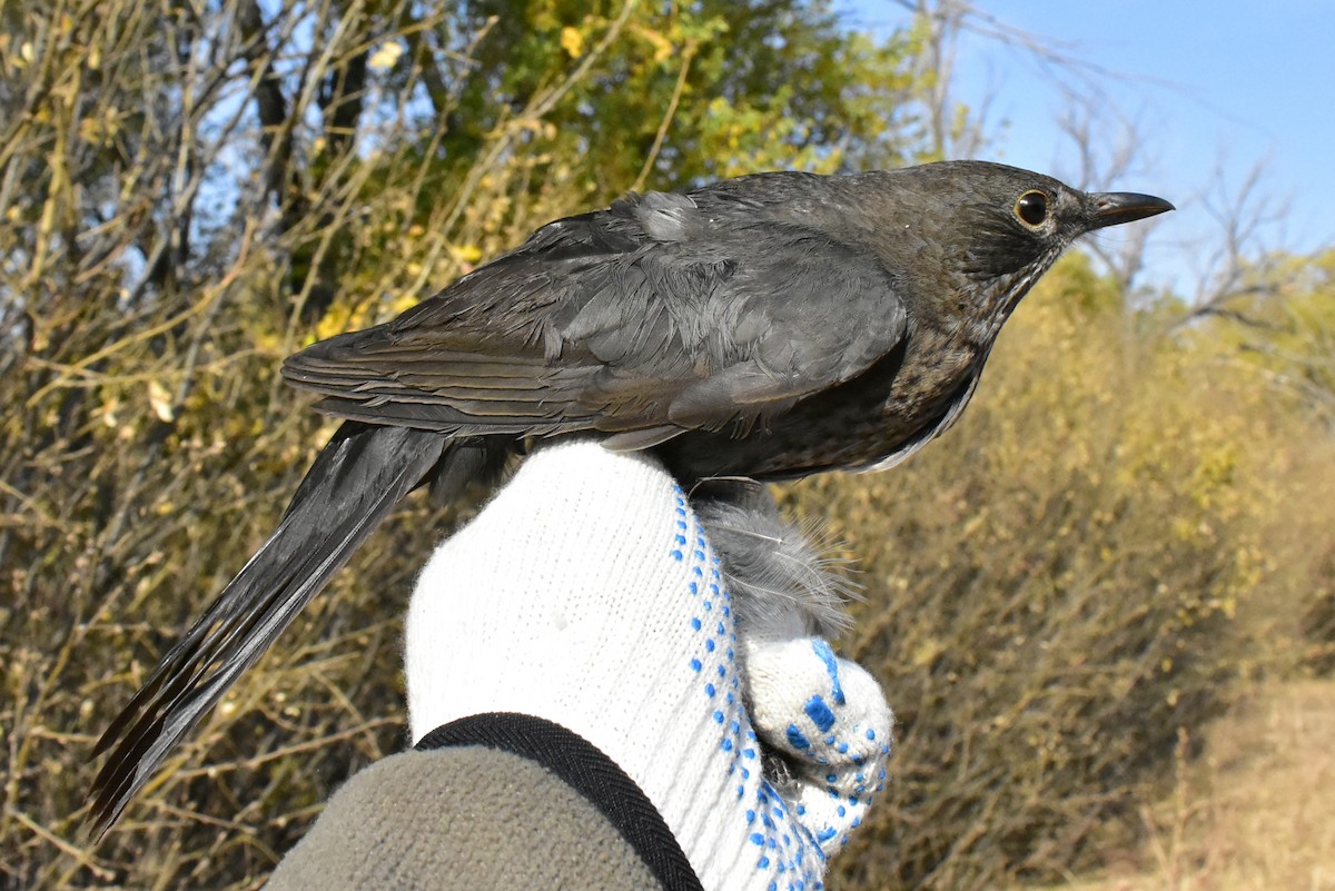 Eurasian Blackbird - ML495895401