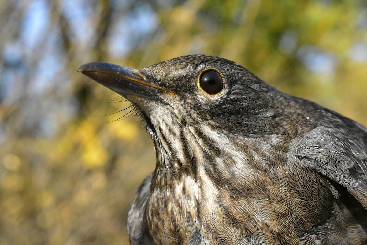 Eurasian Blackbird - ML495895421