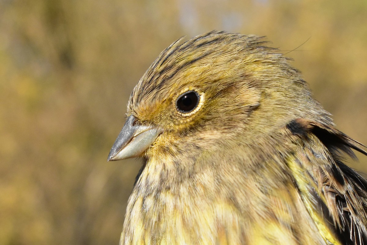 Yellowhammer - ML495895451