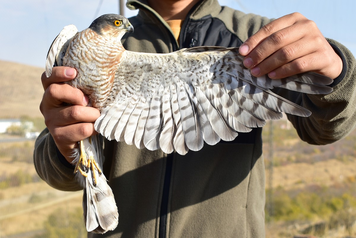 Eurasian Sparrowhawk - ML495895691