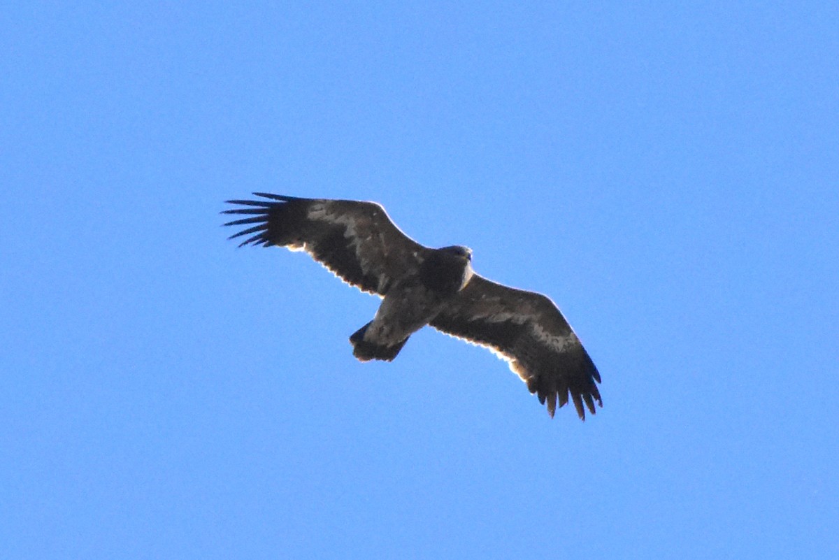Steppe Eagle - ML495896371