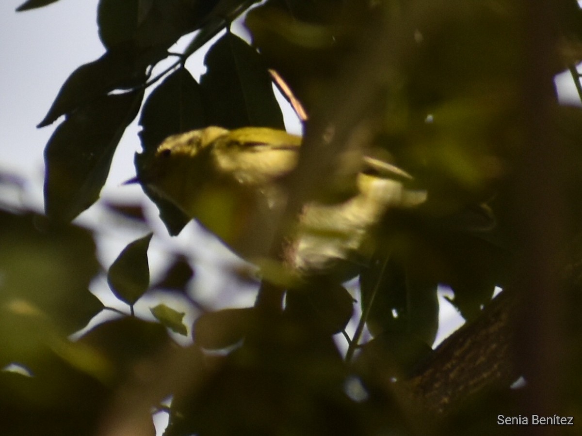 Yellow Warbler - Senia Benitez